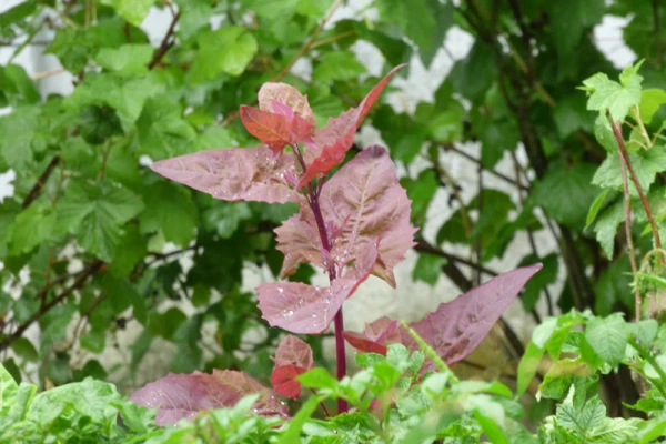 Arroche rouge