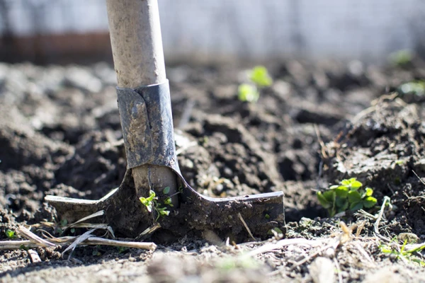 Une pelle planter dans la terre dans un potager