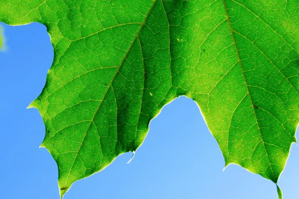 Une feuille de vigne