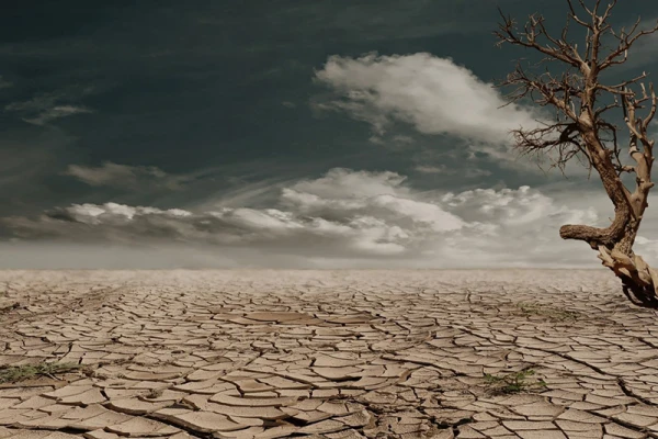 De la terre craquelée est sèche avec un arbre mort