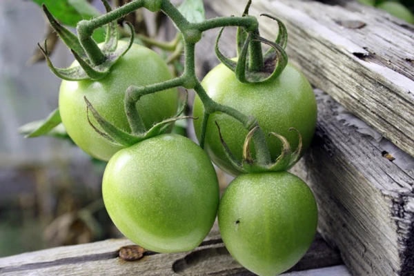 Une grappe de tomates vertes