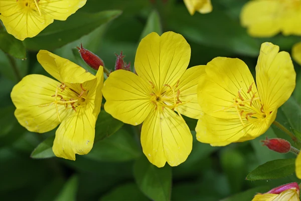 Des fleurs d'onagre