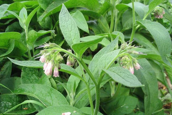 Fleurs de consoude