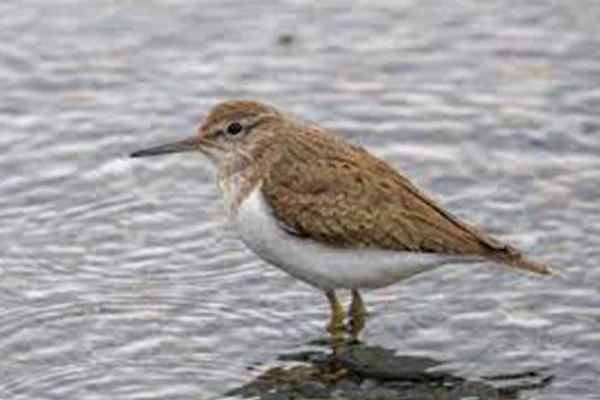 Un chevalierguignette au bord de l'eau