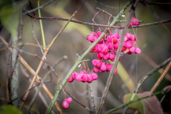 Fleurs de fusain