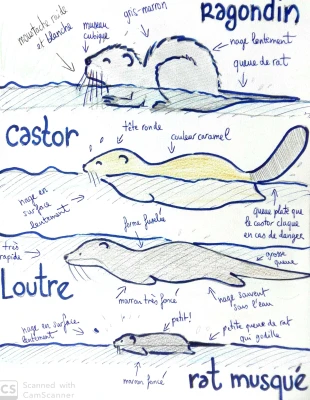 Un dessin expliquant la diffèrence entre castor, ragondin et loutre