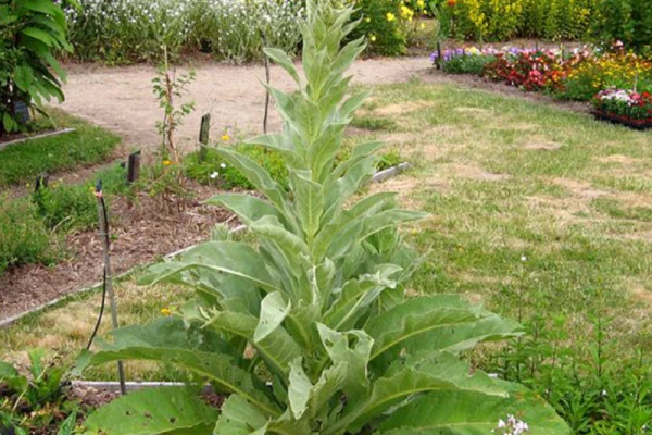 Le bouillon blanc