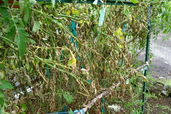 Des plants de tomates qui ont le mildiou