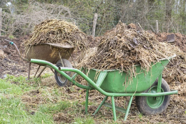 Des brouettes remplies de vieilles paille