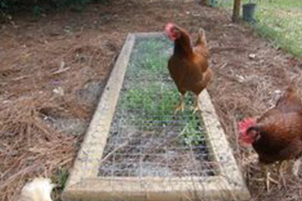 Un bar à herbe et une poule