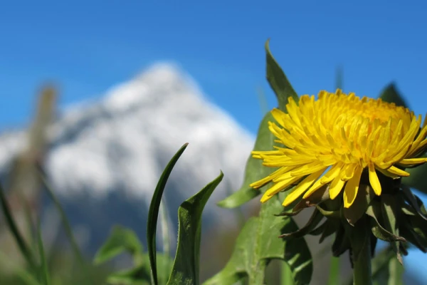 Un pissenlit en fleur